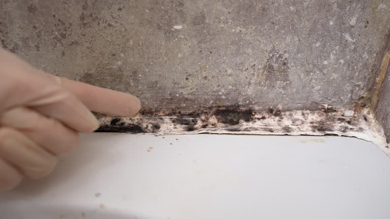 Best Mold Prevention Services  in Jonesborough, TN